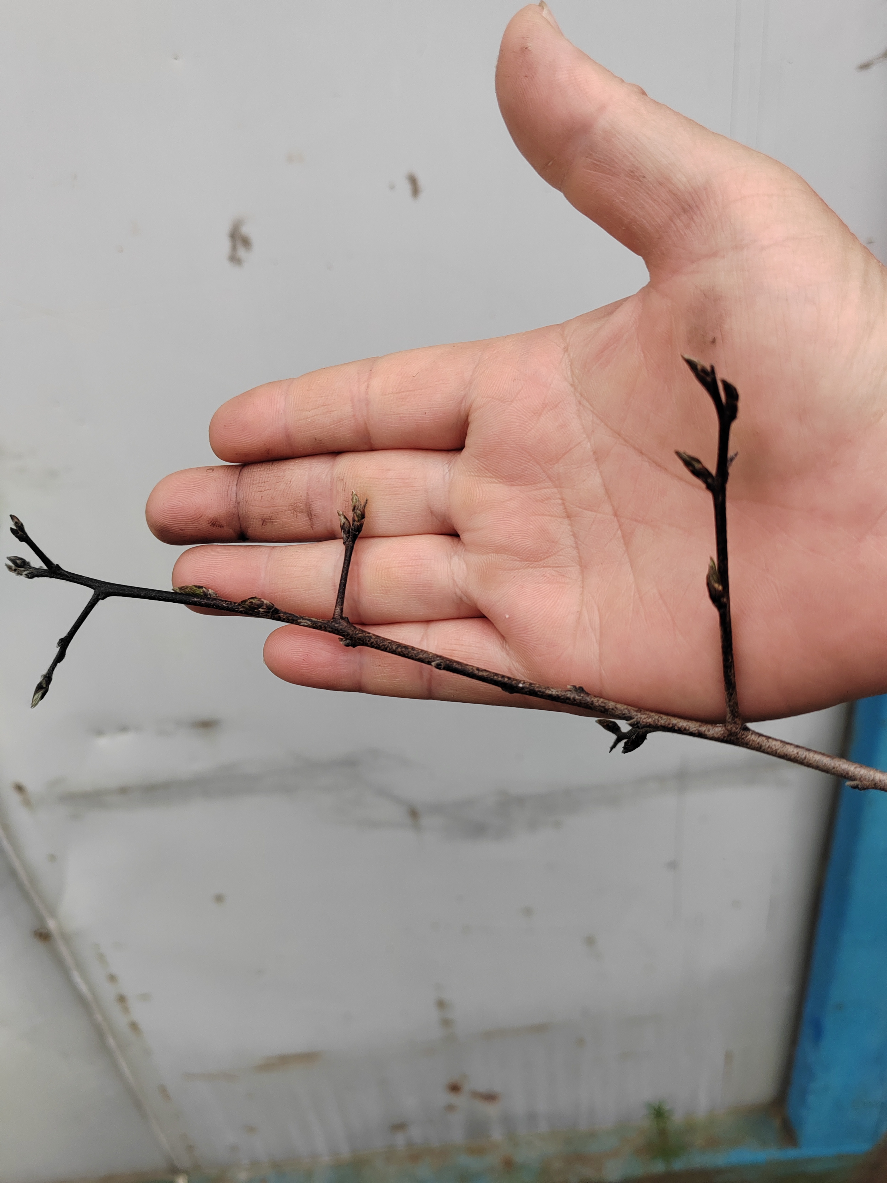 老鸦柿原生桩自制盆景盆栽直播付款专用