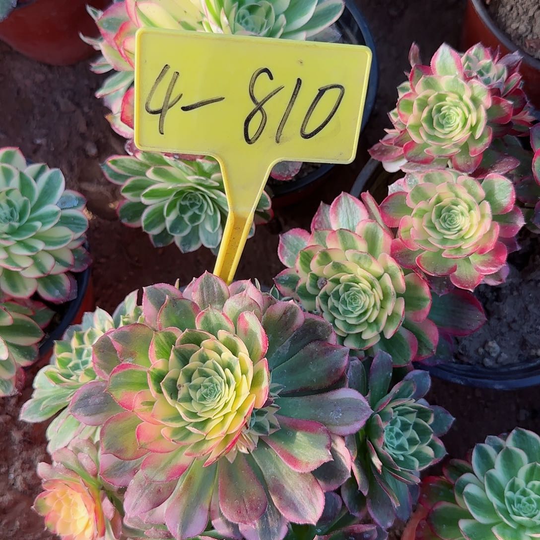 4-810---海王多肉植物