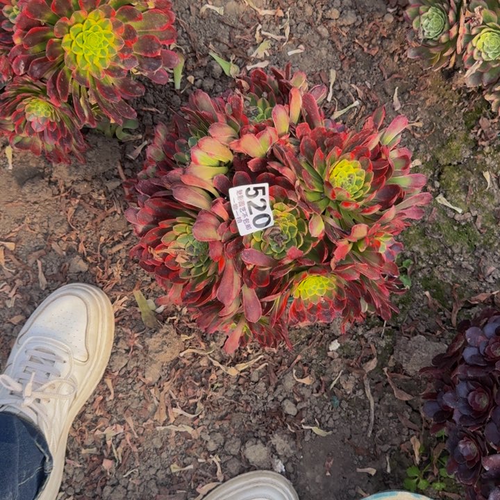 朝霞花27-38包邮花花