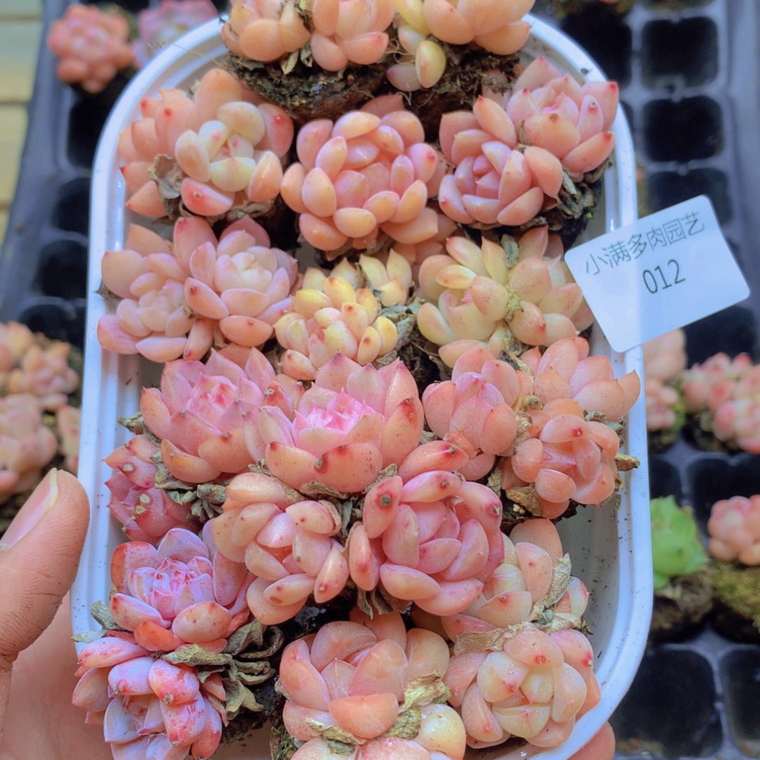 我要去看你了啊我012