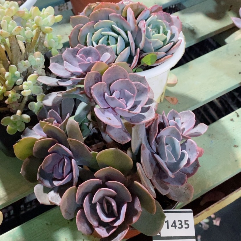 【闪购商品】尘埃玫瑰1435