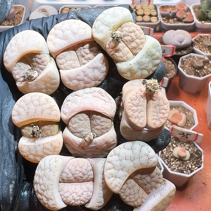 生石花33:：：。  267