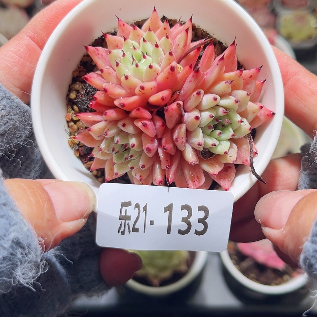 乐21-133原始绿爪