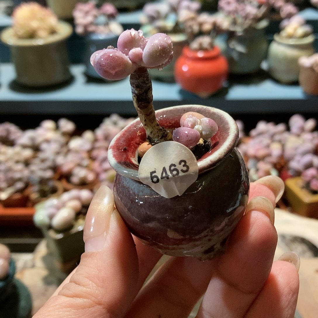 5463糖果腰子蛋带盆土