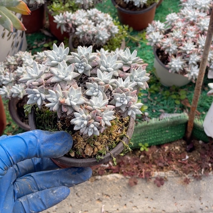 白菊多肉植物15个头左右
