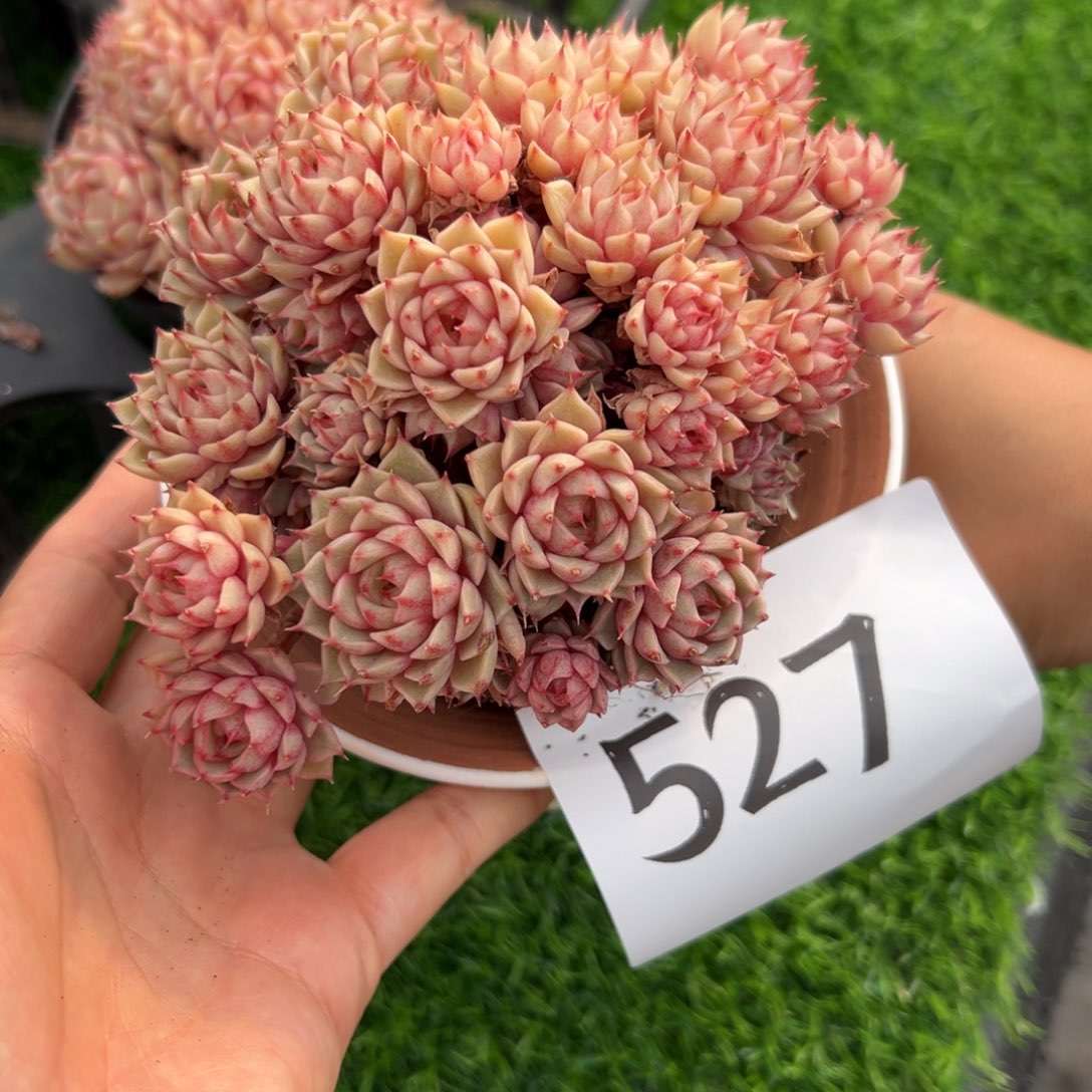 *****527、更是哥哥的广泛胡吃海喝