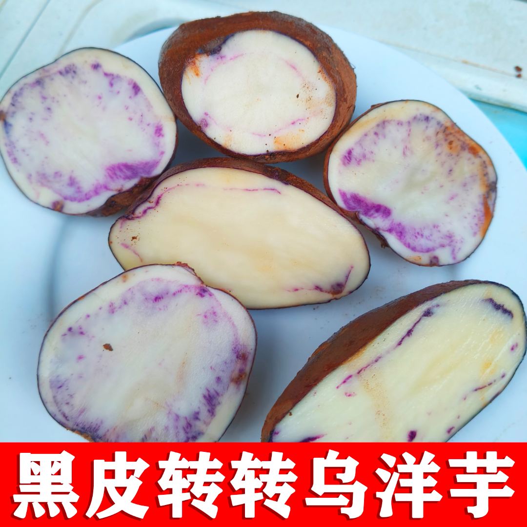 紫皮七彩马土豆紫心乌小黑洋芋颜色浅【花青素少【转转乌】个别不乌】