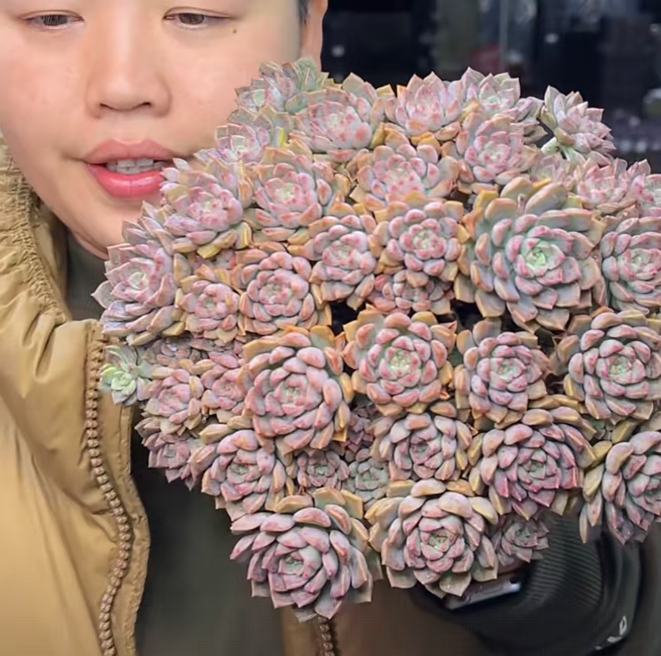 大群粉布偶  【满9.9包邮】