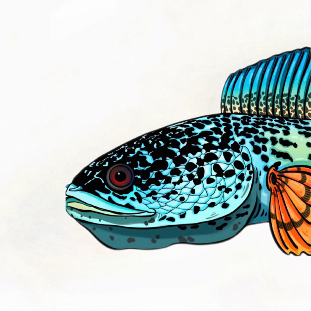 直播间挑选雷龙鱼专属链接-补拍专用