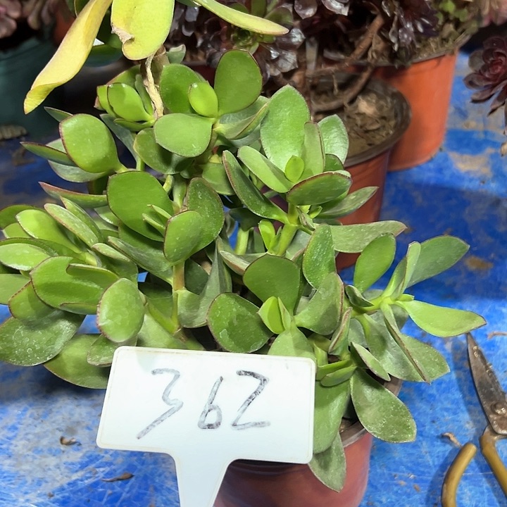 多肉植物玉树法师