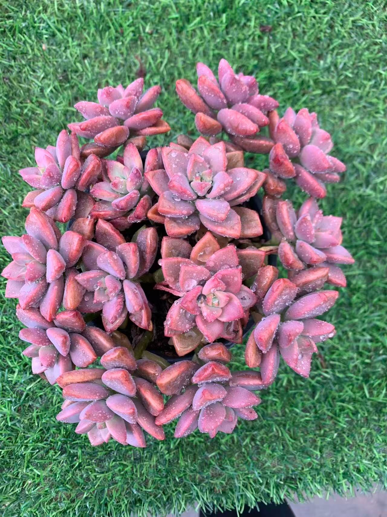 姬胧月（ 多肉植物 ）    好养护，红色