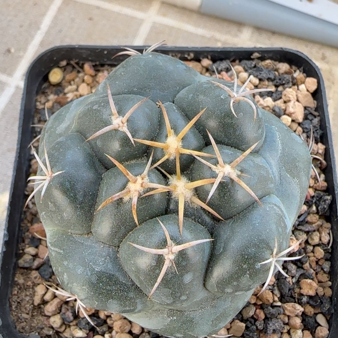 015实生安宅象牙多肉5厘米