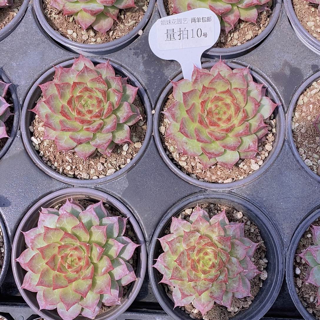 量拍10号-海螺单头福利一颗量拍