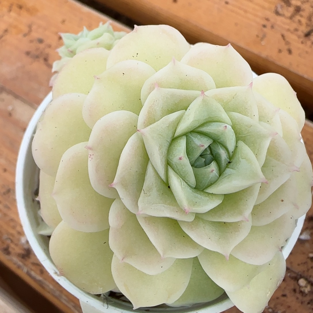 花语逸镜0206-271