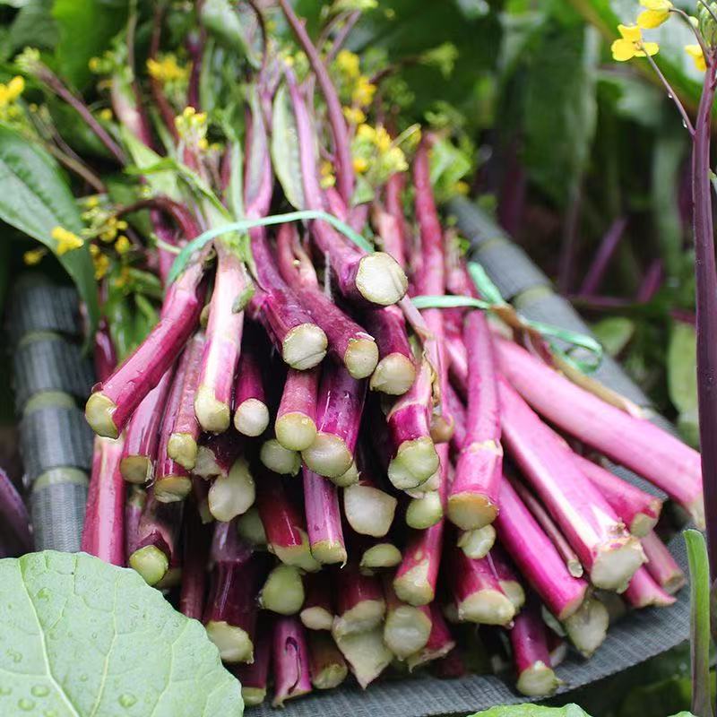 湖北红菜苔新鲜脆嫩时令露天蔬菜当季菜心特产