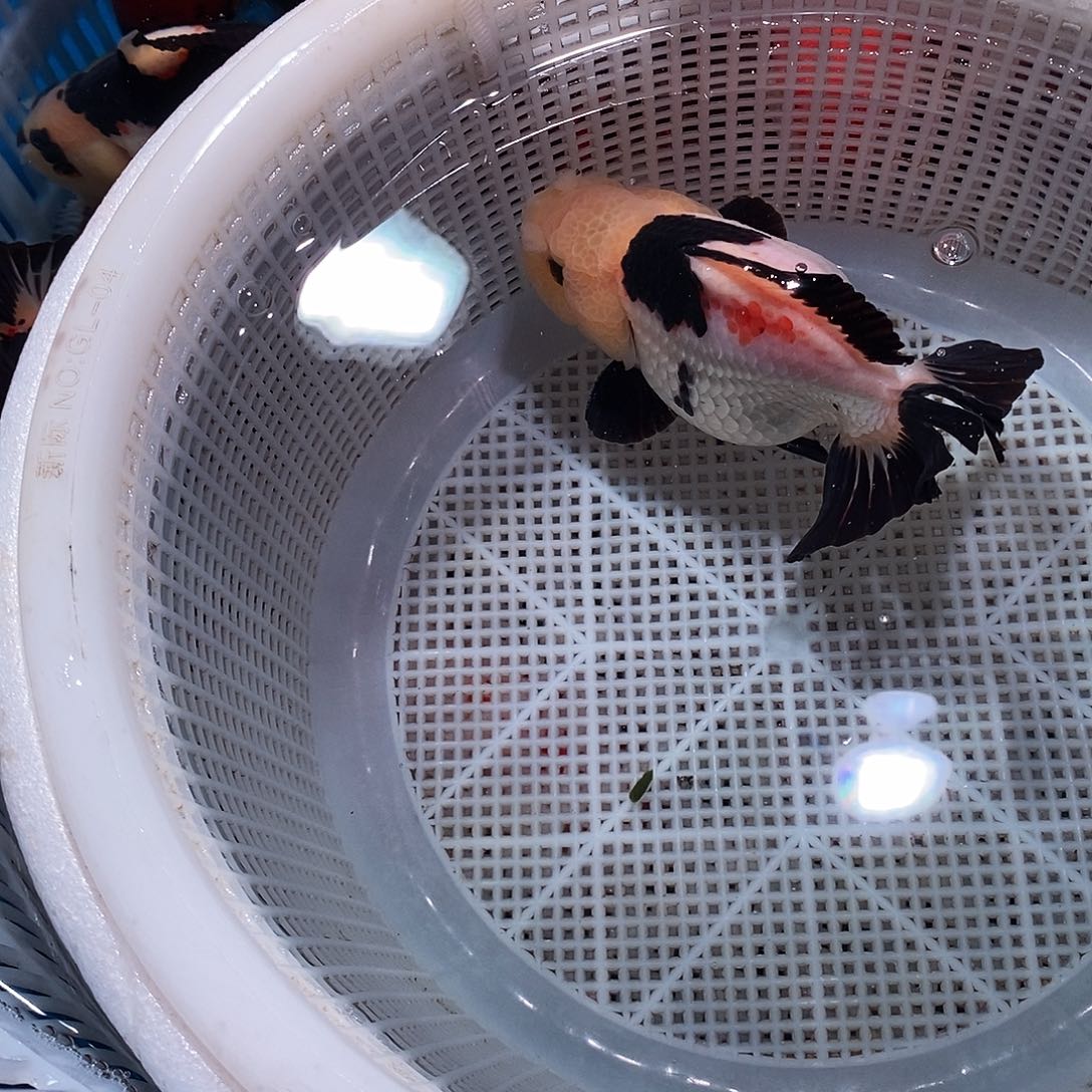 对***.海水鱼1条玛丽玛丽