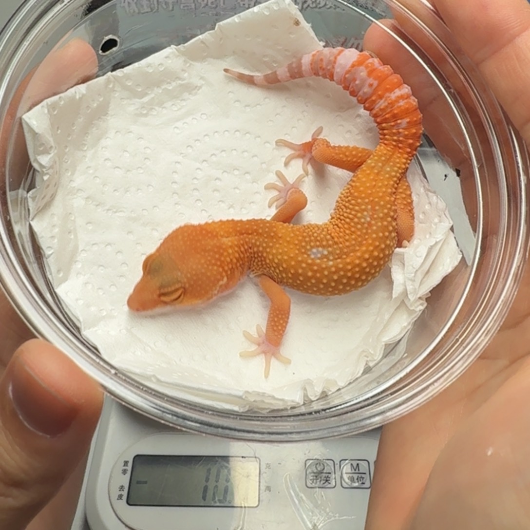 豹纹守宫阳光妹妹尾巴弯曲