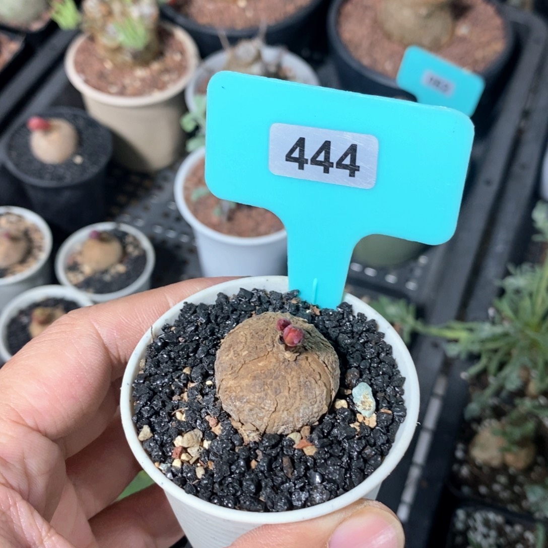 玫瑰大戟多肉植物