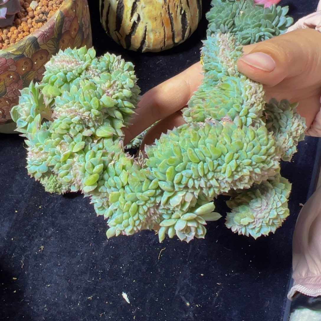 熊***熊粉心冰魄缀微瑕天天开心