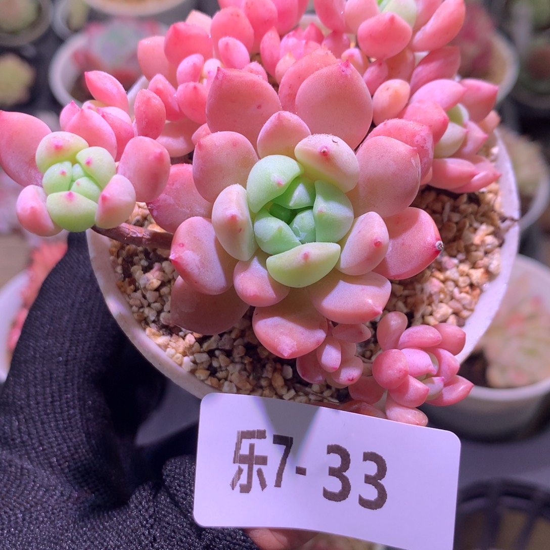 乐然 7-33 洛丽塔群 