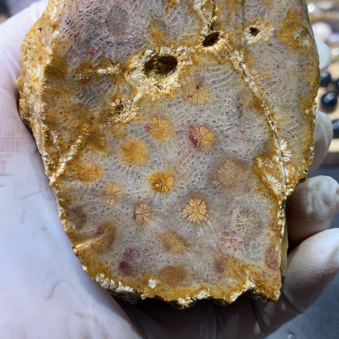 【闪购商品】硅化玉珊瑚玉未镶嵌