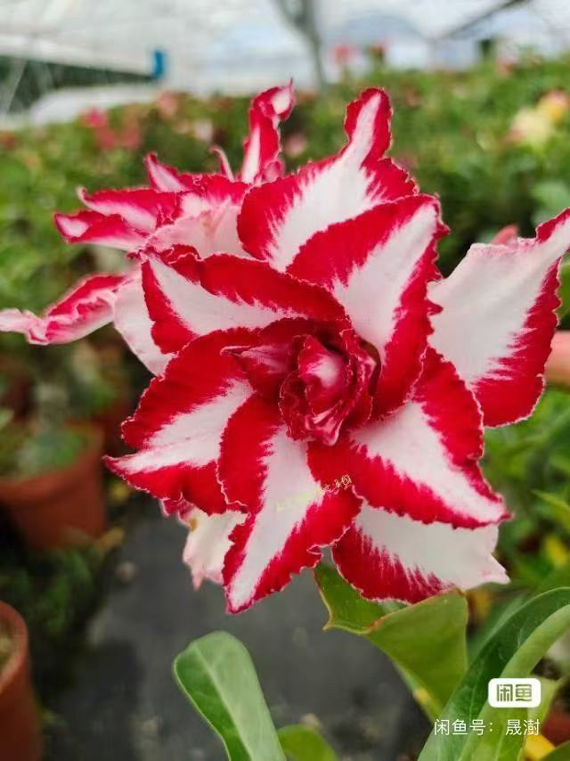 沙漠玫瑰。一物一拍