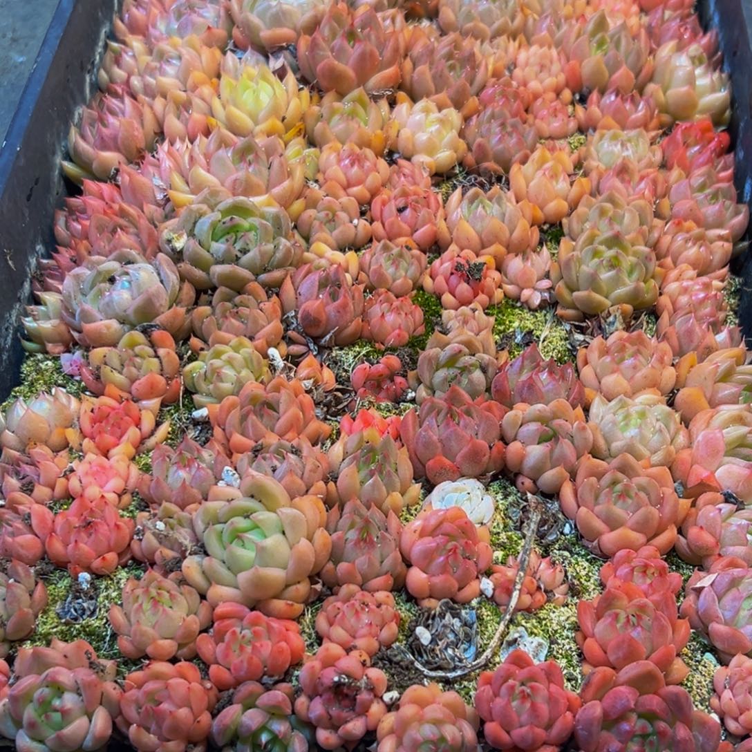 421多肉葡萄领导人物库资料显示？肉