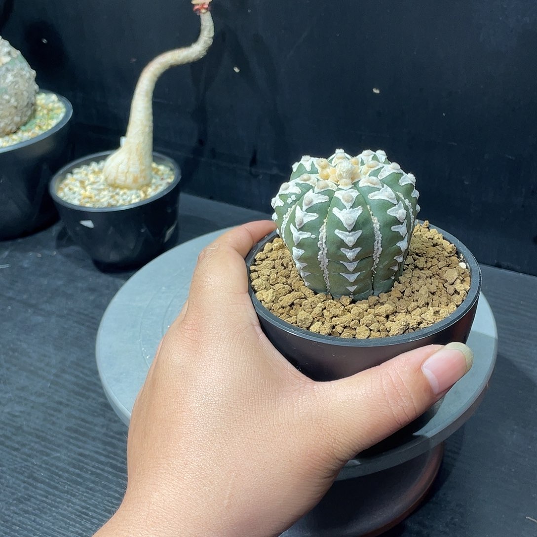 v兜带盆包邮发货