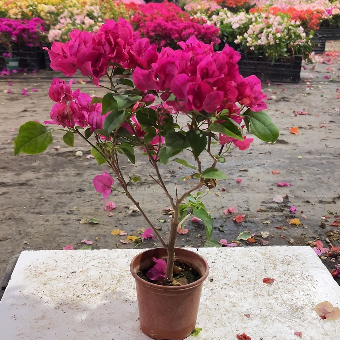 大部分花苞少量开放黑玫瑰掌中宝一颗