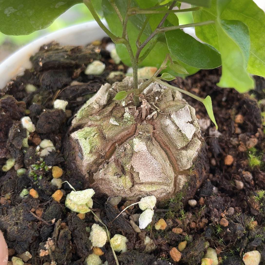 龟甲龙一物一拍170号