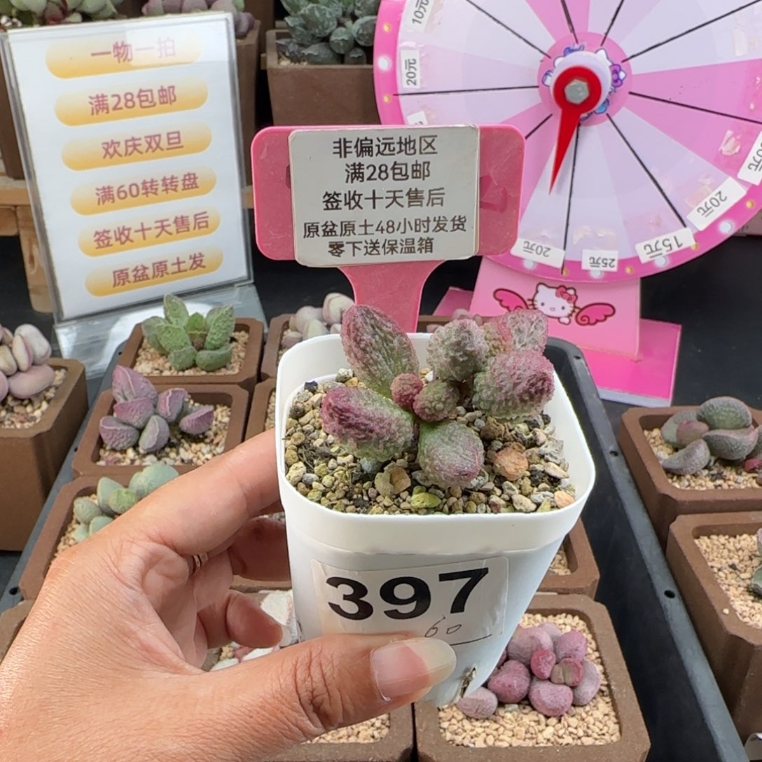 ****～397实生多肉植物补差