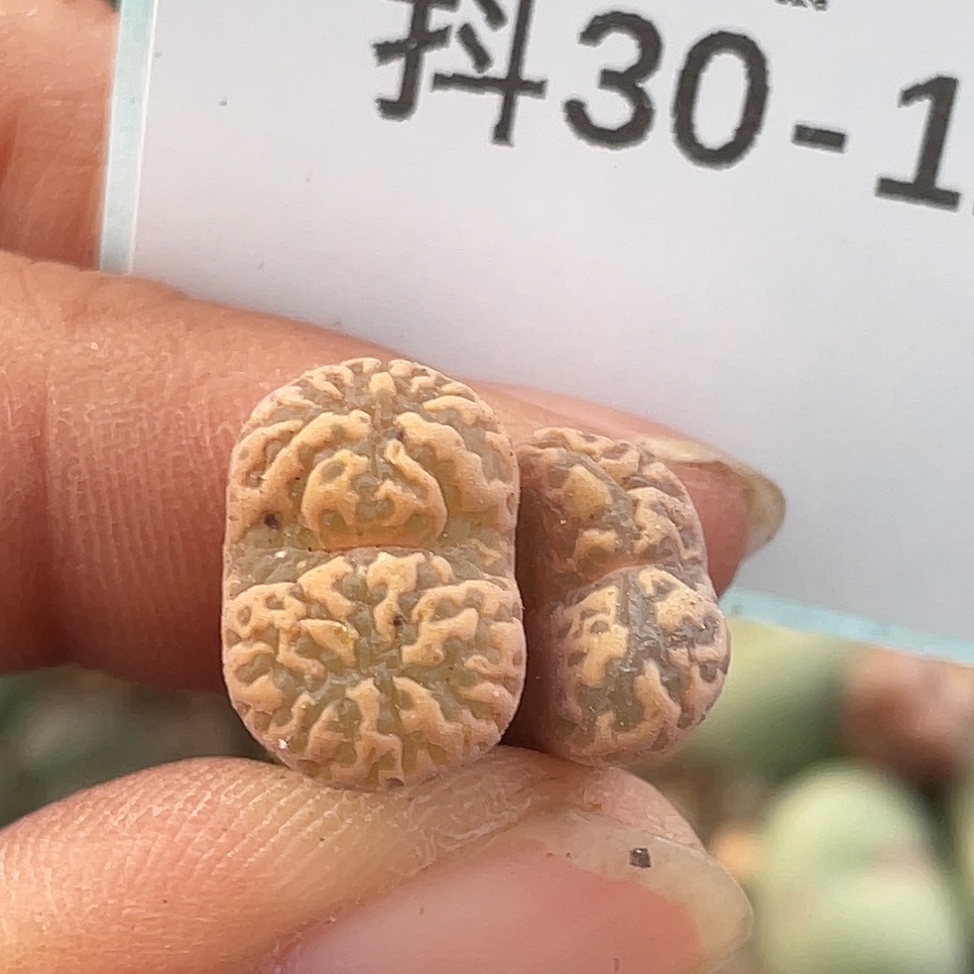 30-126勋章多肉植物