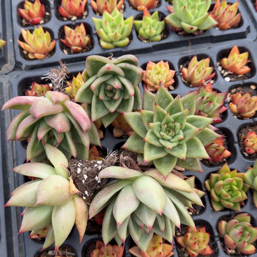 24-10东云五颗大个量拍左四左五