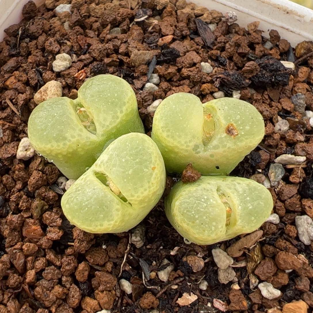 716多肉植物百科