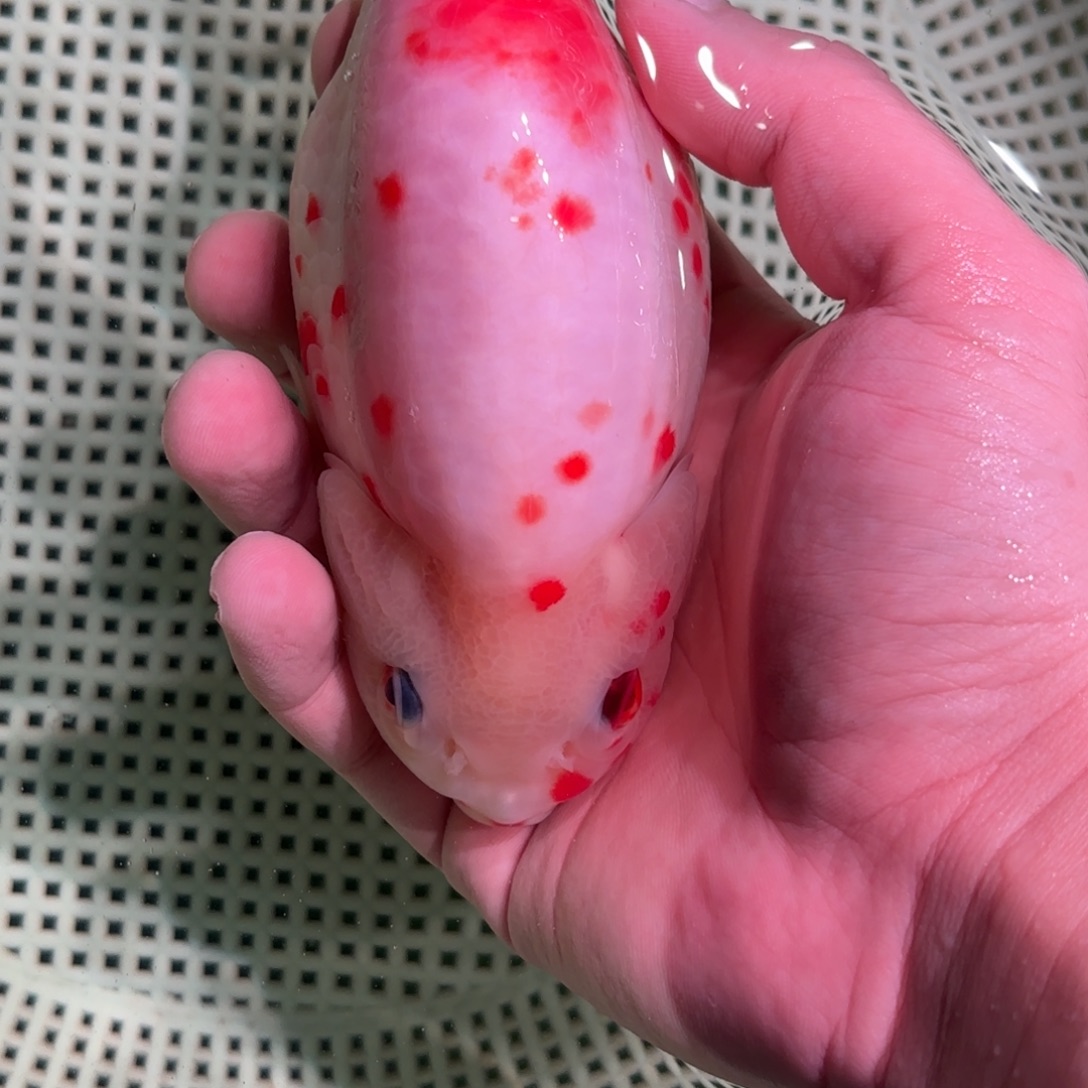 A***常金鱼拍包装包邮，没拍包装运费到付