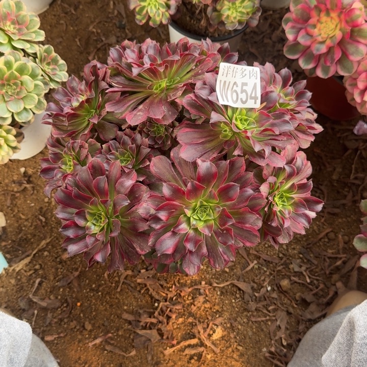 安娜654官服28左右2