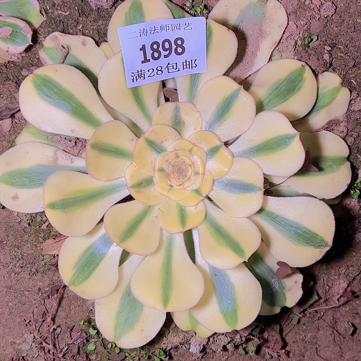 1898王妃君美丽多肉植物