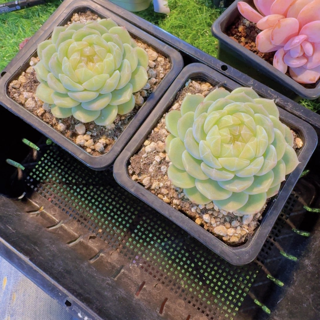 琼***多肉植物泼天系列0755