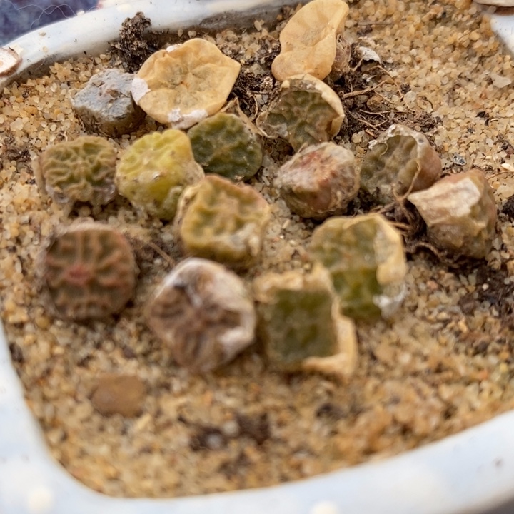 方烧2颗一组一组