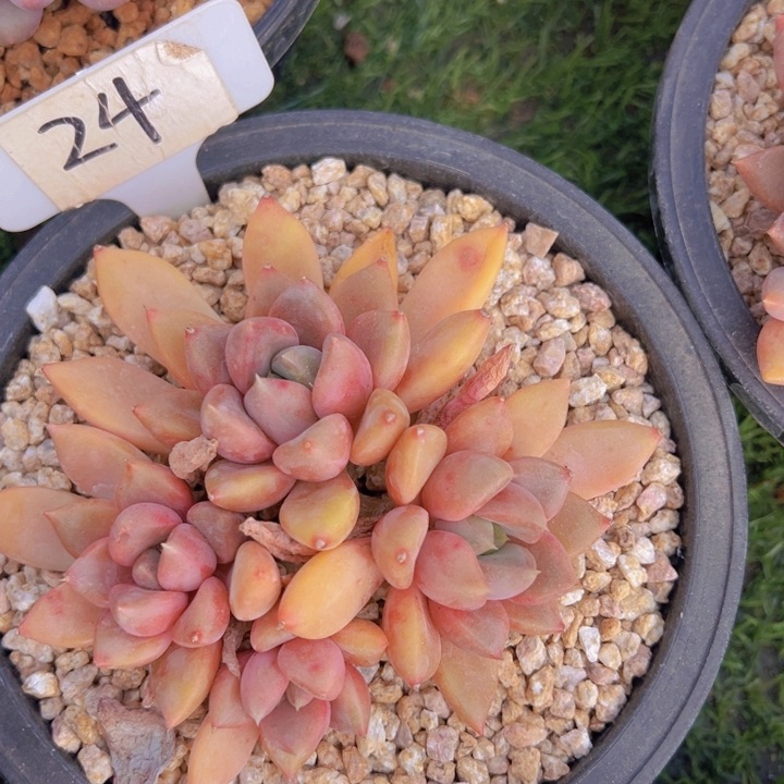 健健康康平平安安