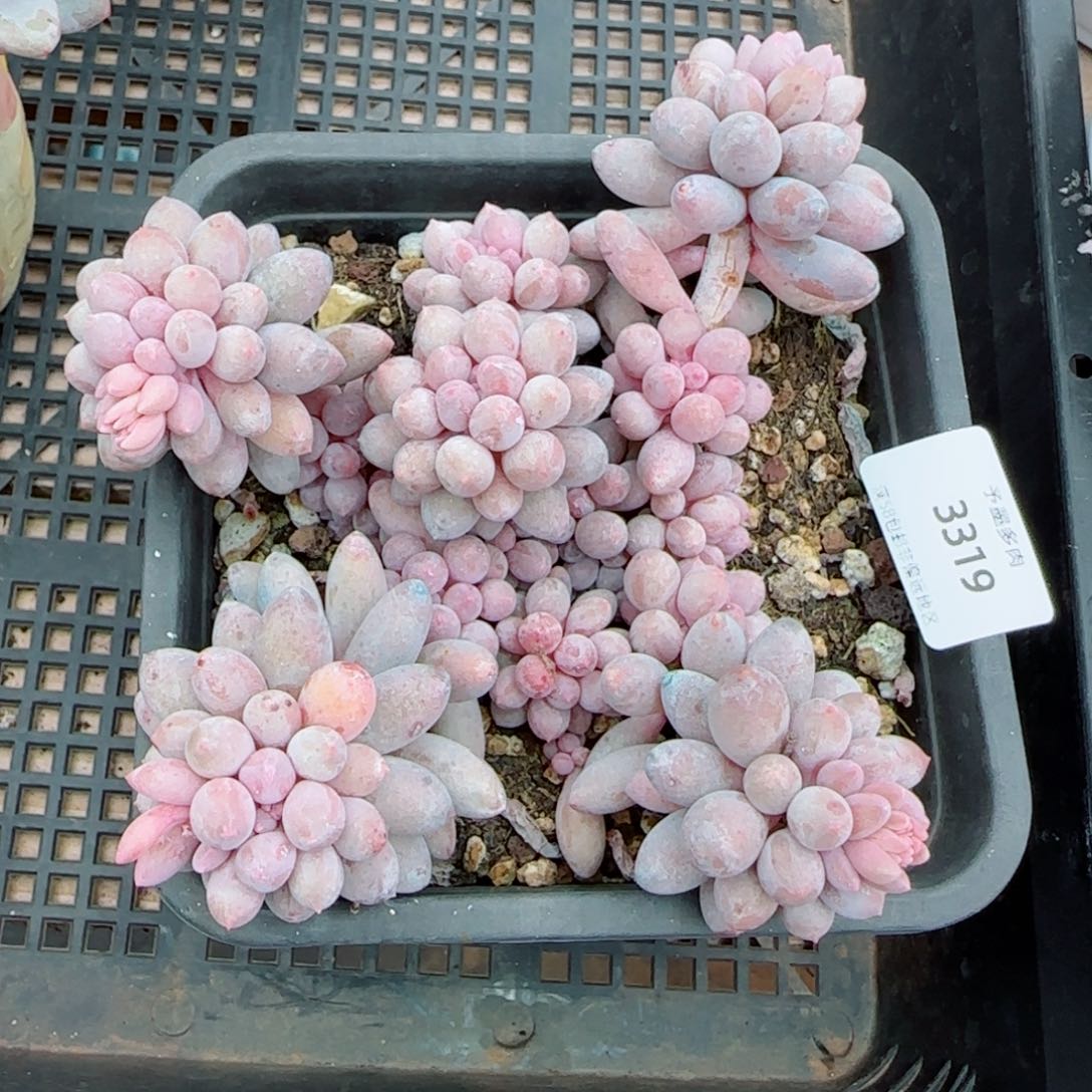 婴儿手指，3319多肉