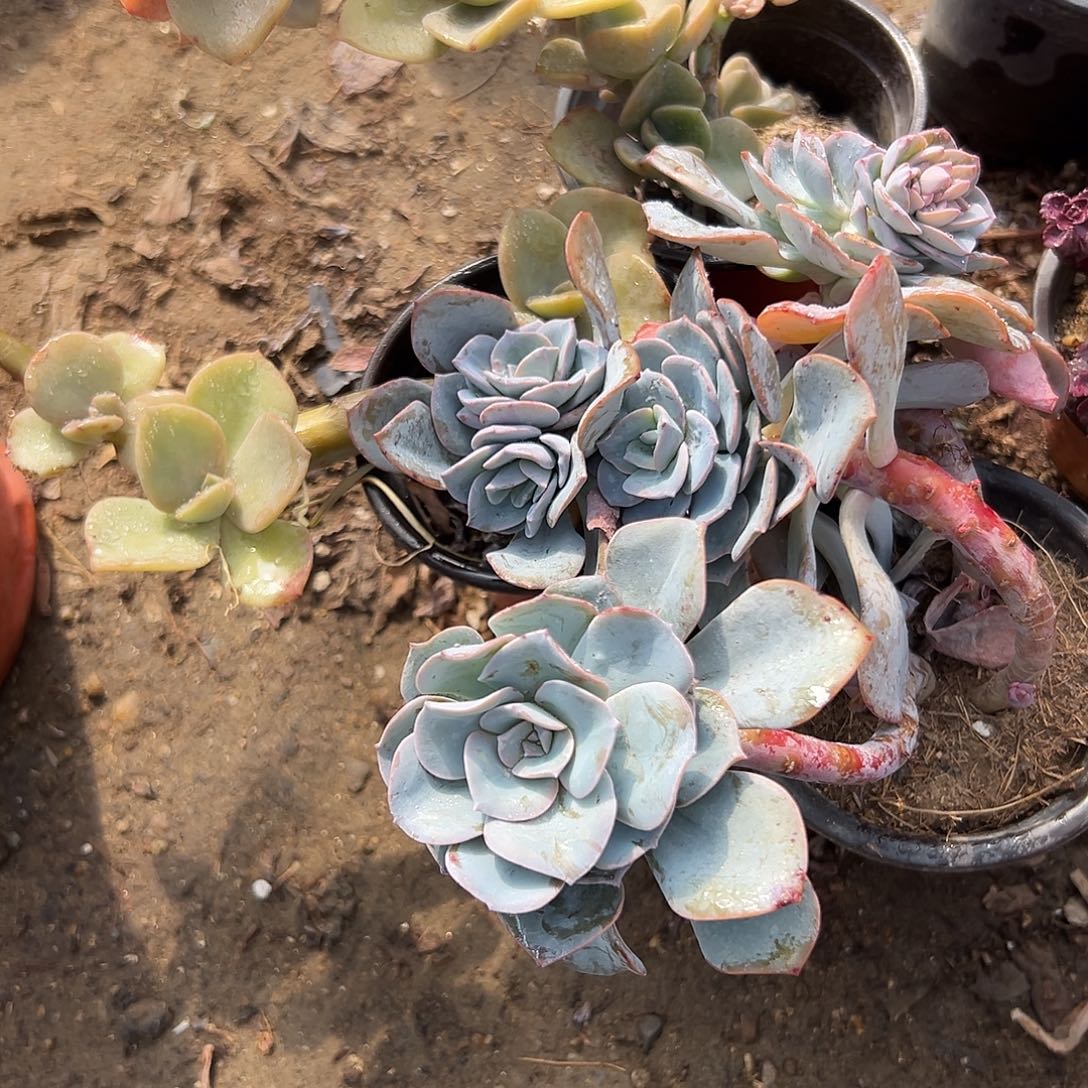 多肉植物多肉植物