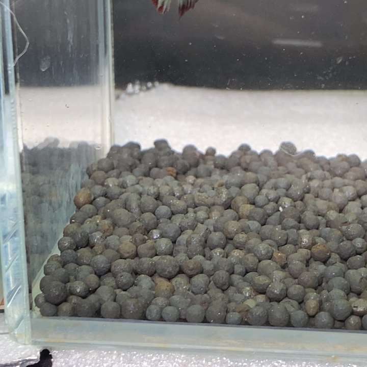 斗鱼泰国斗鱼164号