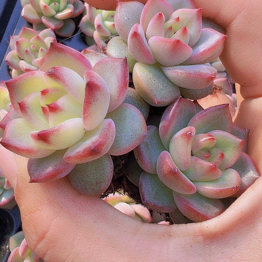 夜魔侠苗5颗19包邮多肉