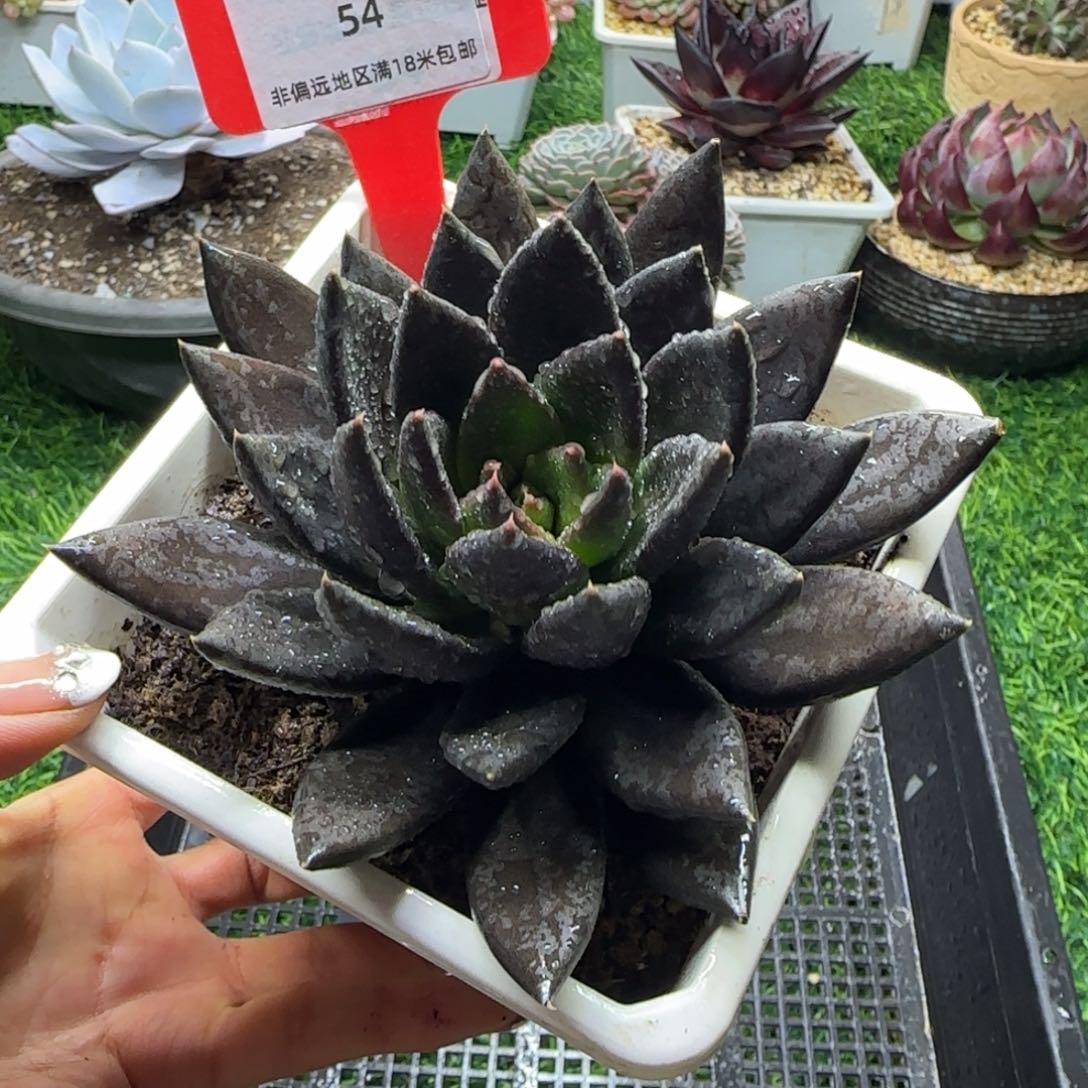 解忧植物多肉编号54