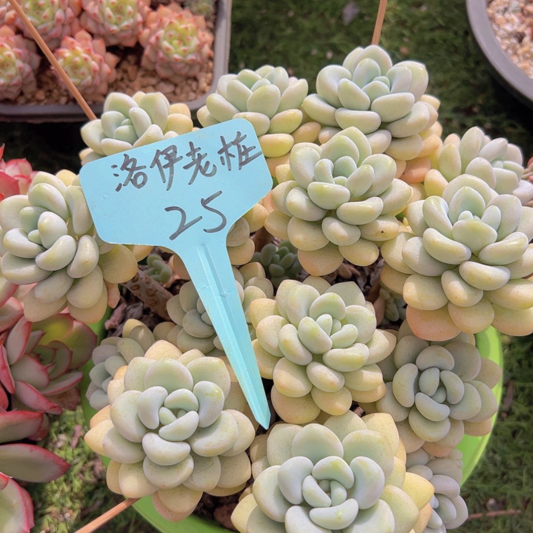 香玉的故事是一个人的故事