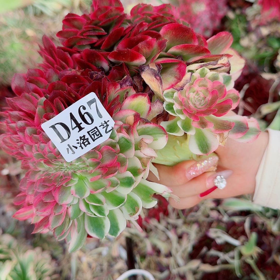 467 缀化无根不包侧枝