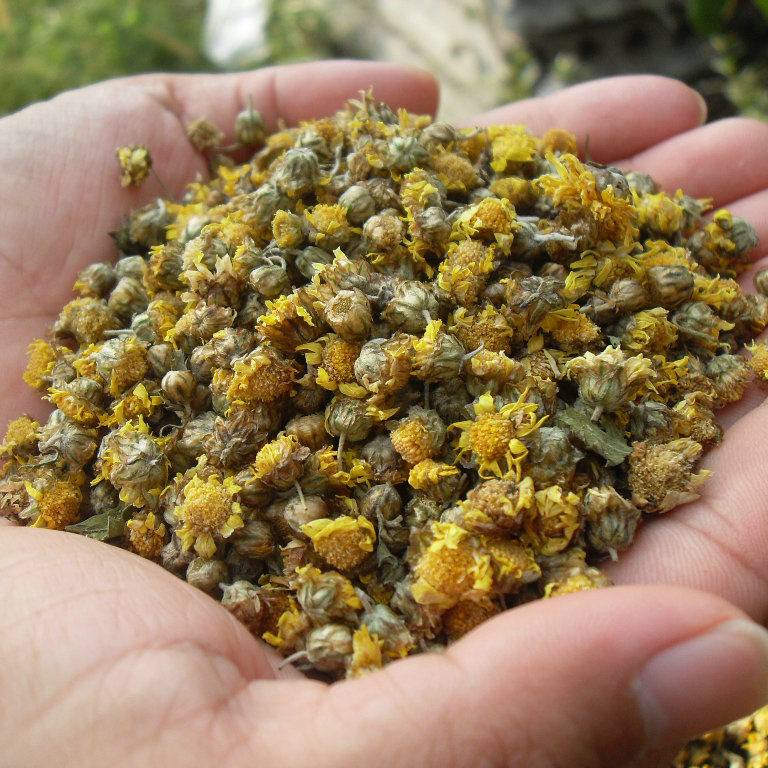 【野菊花】云南高山本地天然野菊花野生山菊花茶自然晒干无硫无添加