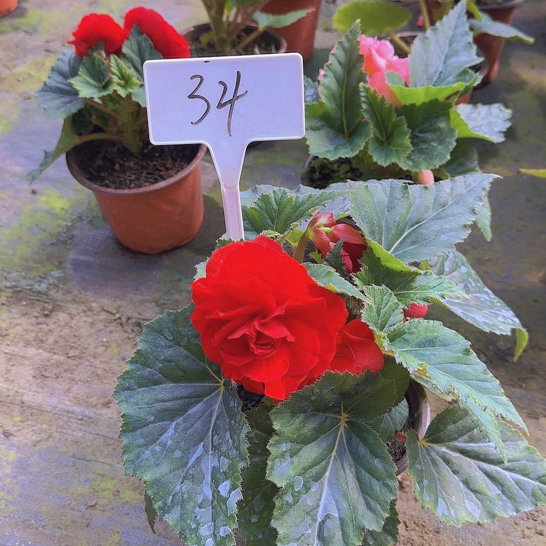 无花朵夫妻海棠种球系列34