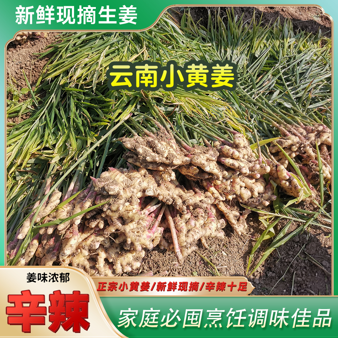 云南产地直发红芽嫩姜新鲜现挖适合腌制泡菜的子姜小黄姜整块